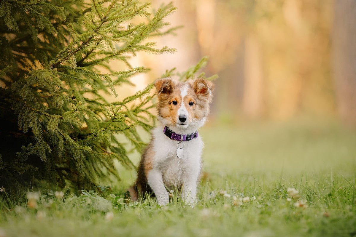 Customer Spotlight - Spoor Designs - PackQueen